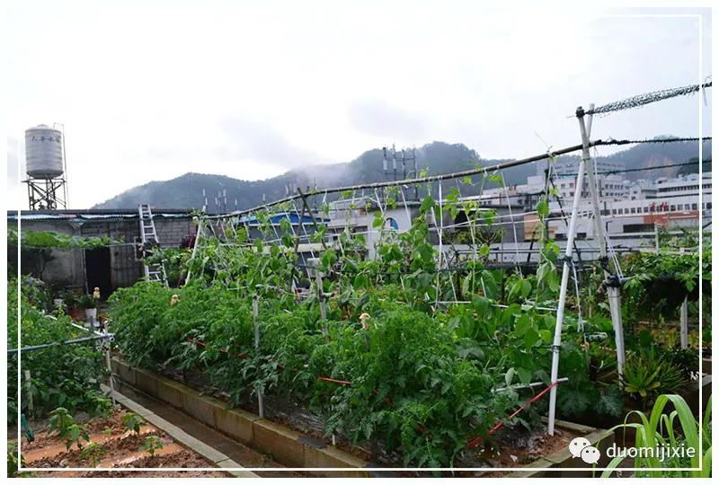 聽說了嗎，多米居然開始搞副業(yè)了？