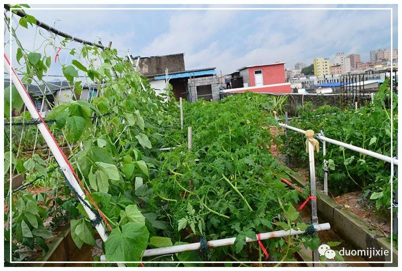 聽說了嗎，多米居然開始搞副業(yè)了？